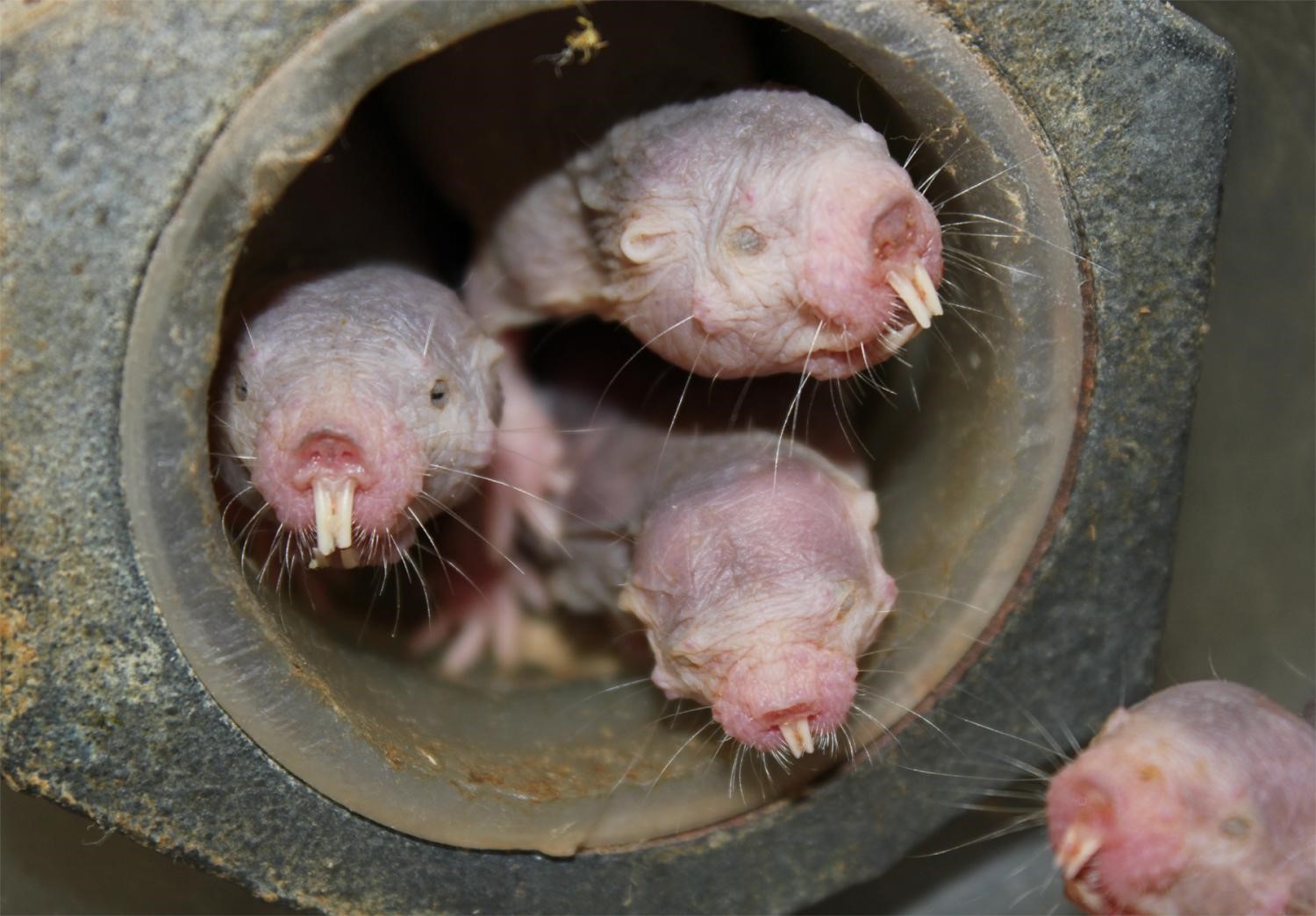çıplak köstebek-sıçanları, oksijen azaldıkça bitkilere dönüşür