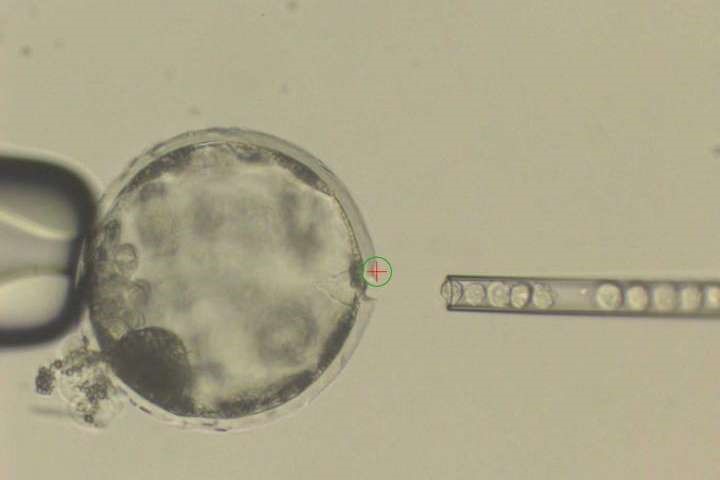 İkinci başarılı insan-hayvan melezi: insan hücreleri ile koyun embriyosu
