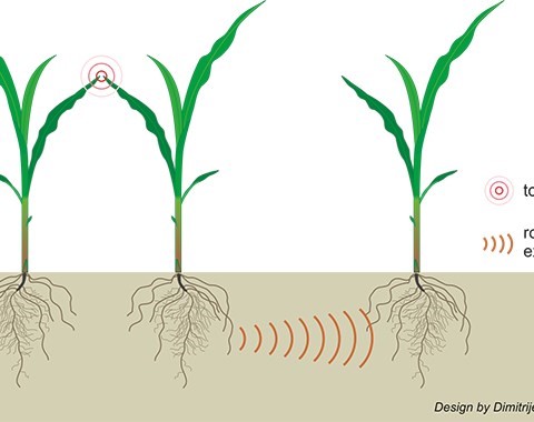 Birlikte büyüyen mısır fideleri, yakındaki bitkilerin büyümesini etkileyen yeraltı sinyalleri veriyor.
